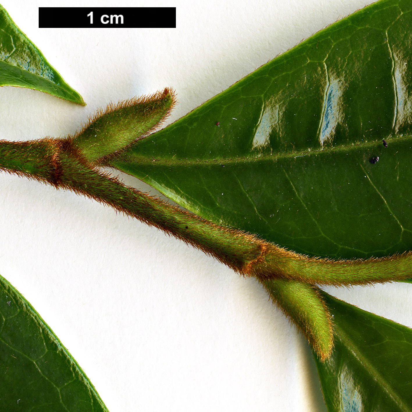 High resolution image: Family: Magnoliaceae - Genus: Magnolia - Taxon: figo - SpeciesSub: var. crassipes